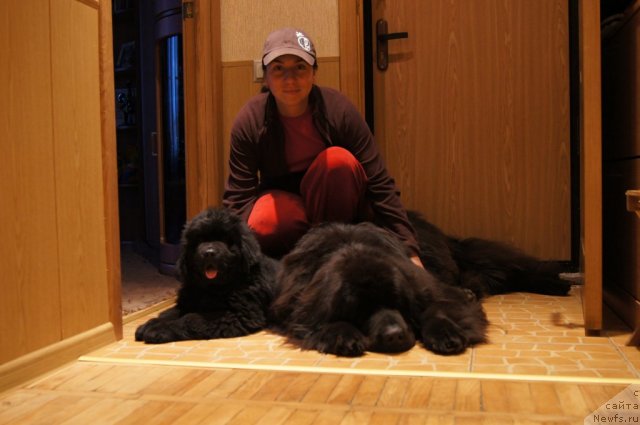 Фото: Aleksandra Fetisova (Александра Фетисова), ньюфаундленд Sent Djons Lesnaya Feya (Сент Джонс Лесная Фея), ньюфаундленд Beguschaya po Volnam Foget Mi Not (Бегущая по Волнам Фогет Ми Нот)