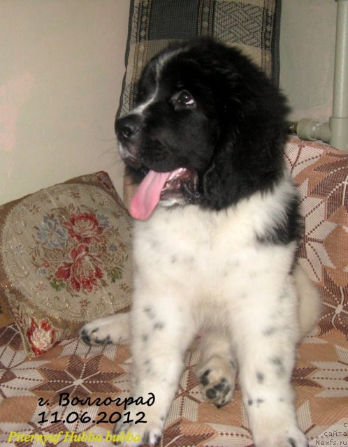 Фото: ньюфаундленд Pitern'yuf Hubba-Bubba (Питерньюф Хубба-Бубба)