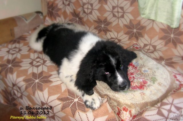 Фото: ньюфаундленд Pitern'yuf Hubba-Bubba (Питерньюф Хубба-Бубба)