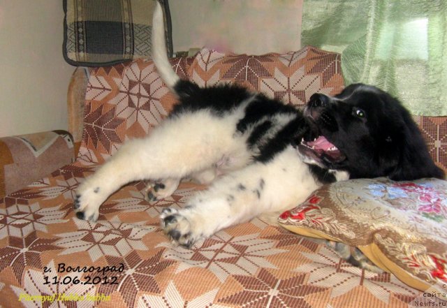 Фото: ньюфаундленд Pitern'yuf Hubba-Bubba (Питерньюф Хубба-Бубба)