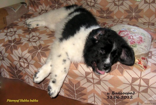 Фото: ньюфаундленд Pitern'yuf Hubba-Bubba (Питерньюф Хубба-Бубба)