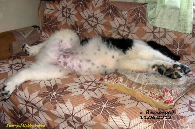 Фото: ньюфаундленд Pitern'yuf Hubba-Bubba (Питерньюф Хубба-Бубба)