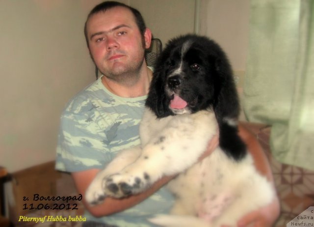 Фото: ньюфаундленд Pitern'yuf Hubba-Bubba (Питерньюф Хубба-Бубба), Vladimir Slepchenko (Владимир Слепченко)