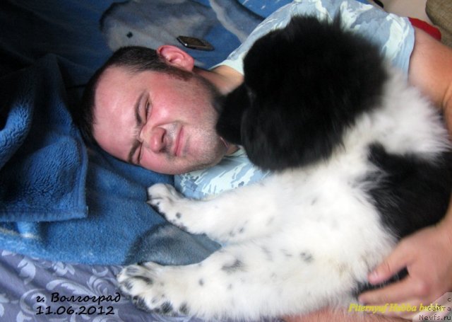 Фото: ньюфаундленд Pitern'yuf Hubba-Bubba (Питерньюф Хубба-Бубба), Vladimir Slepchenko (Владимир Слепченко)