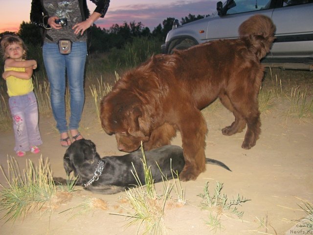 Фото: ньюфаундленд Fakturnyi Frukt s Berega Dona (Фактурный Фрукт с Берега Дона)