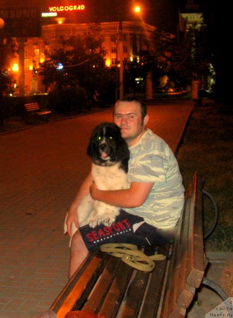 Фото: ньюфаундленд Pitern'yuf Hubba-Bubba (Питерньюф Хубба-Бубба), Vladimir Slepchenko (Владимир Слепченко)
