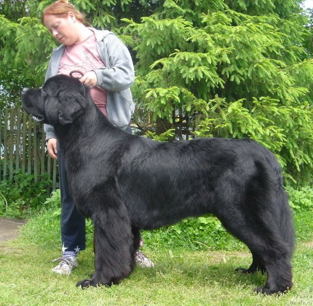 Фото: ньюфаундленд Dar Svezy Ustas Sagittarius (Дар Свезы Юстас Сагиттариус), Dar'ya Vlasova (Дарья Власова)