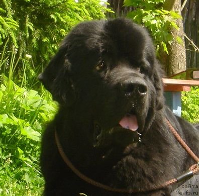 Фото: ньюфаундленд Dar Svezy Ustas Sagittarius (Дар Свезы Юстас Сагиттариус)