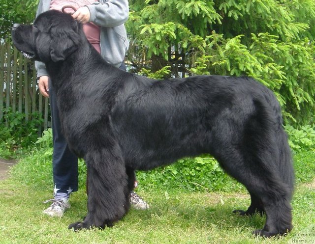 Фото: ньюфаундленд Dar Svezy Ustas Sagittarius (Дар Свезы Юстас Сагиттариус)