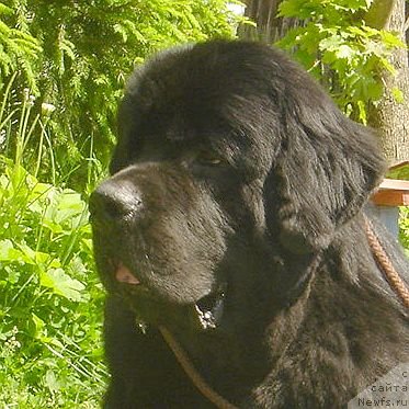 Фотография № 98434