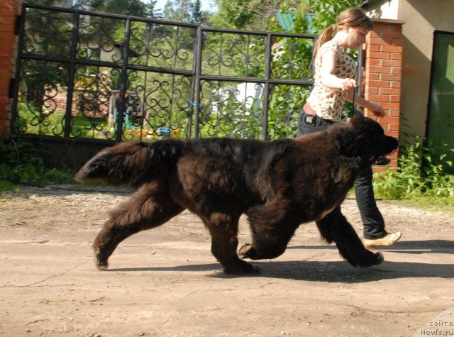 Фото: ньюфаундленд King of Helluland Over Ruled