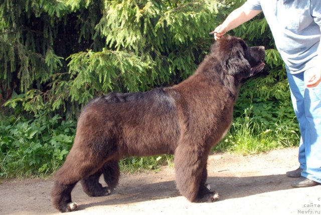 Фото: ньюфаундленд King of Helluland Over Ruled