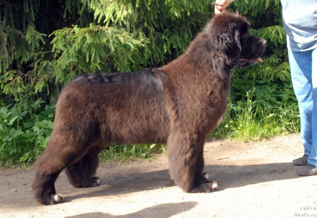 Фото: ньюфаундленд King of Helluland Over Ruled