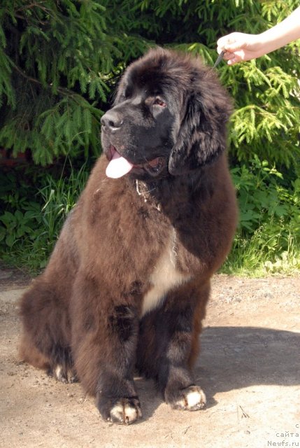 Фотография № 98457