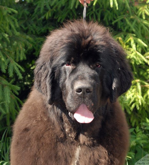 Фотография № 98458