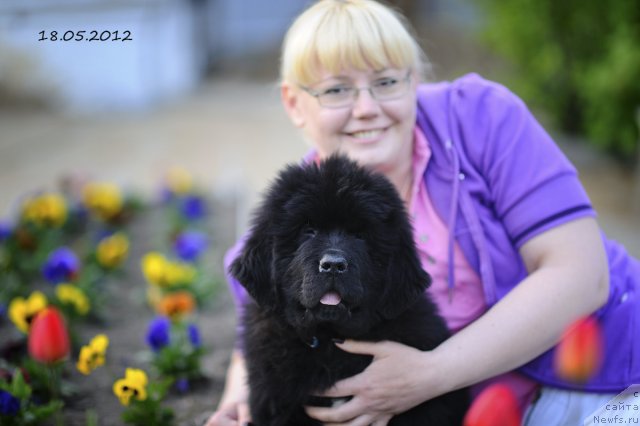 Фото: ньюфаундленд Beguschaya po Volnam Fire Play (Бегущая по Волнам Фаир Плау), Inga Mezenceva (Инга Мезенцева)