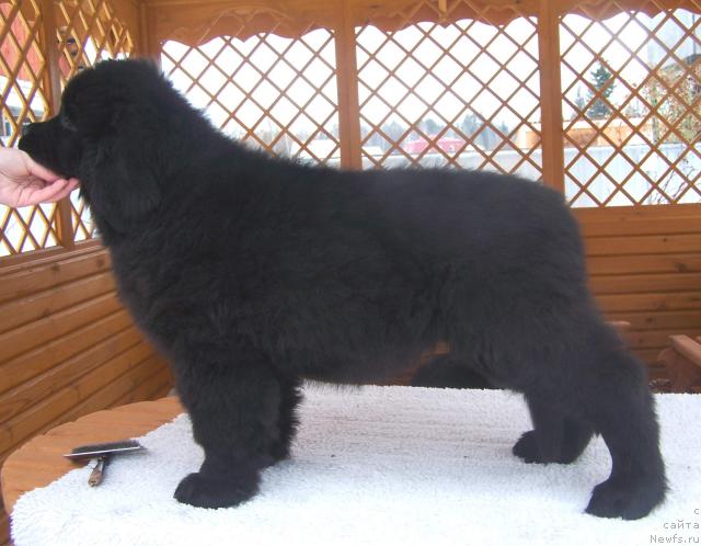 Фото: ньюфаундленд Akvatoriya Kelvin Zaratustra (Акватория Келвин Заратустра)