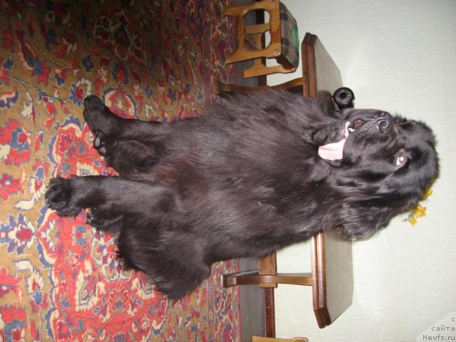 Фото: ньюфаундленд Vellington iz Medvej'ego YAra (Веллингтон из Медвежьего Яра)