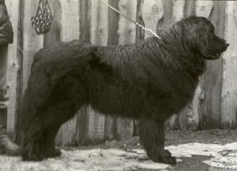 Фото: ньюфаундленд Cedor (Цедор)