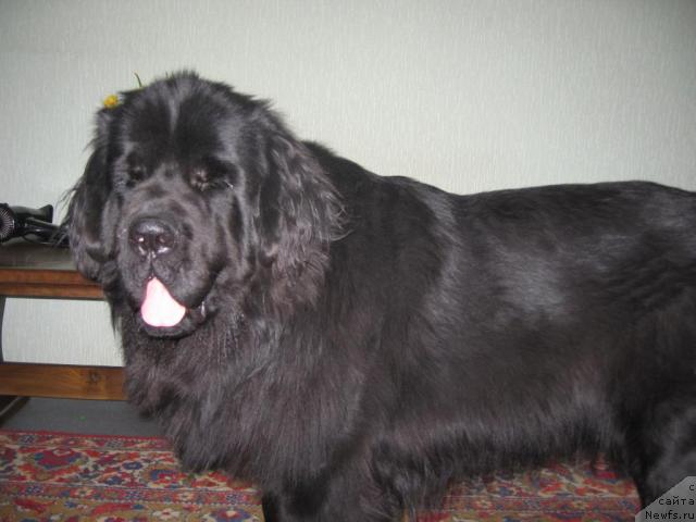Фото: ньюфаундленд Vellington iz Medvej'ego YAra (Веллингтон из Медвежьего Яра)
