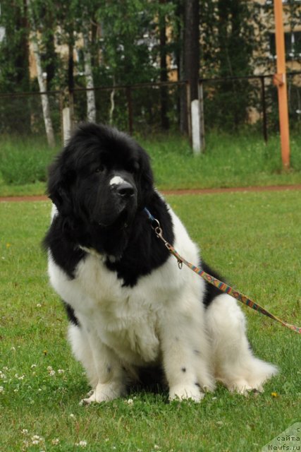 Фото: ньюфаундленд Super Premium Zheneva (Супер Премиум Женева)