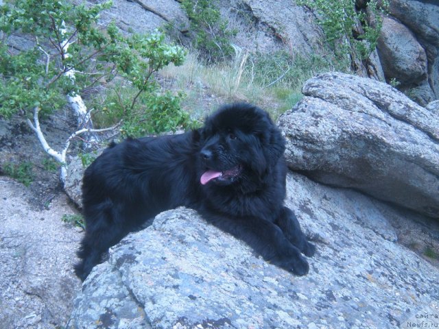 Фото: ньюфаундленд Super Premium Invisible (Супер Премиум Инвисибл)