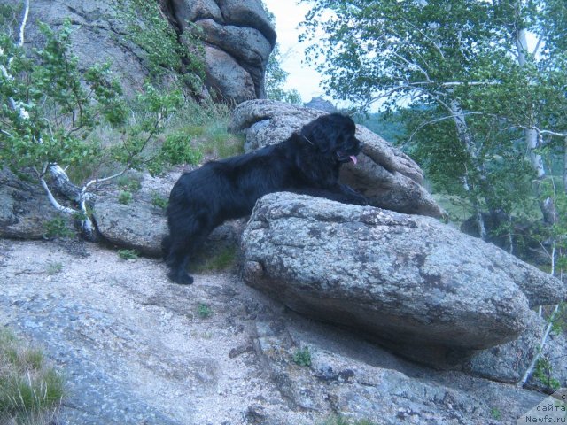 Фото: ньюфаундленд Super Premium Invisible (Супер Премиум Инвисибл)