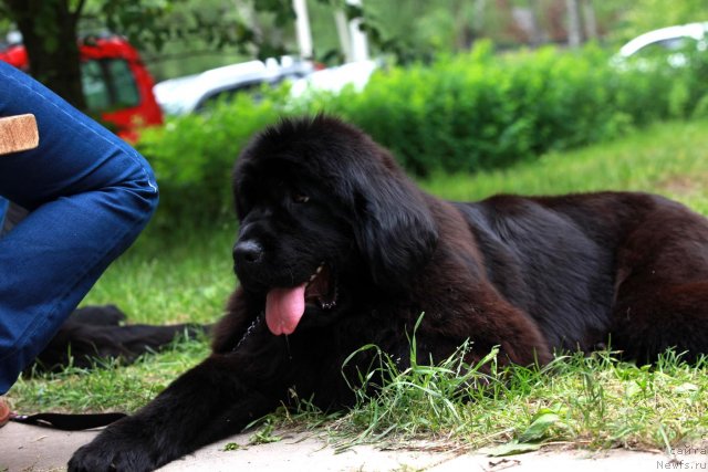 Фото: ньюфаундленд Skazochnaya Kroha Milana (Сказочная Кроха Милана)