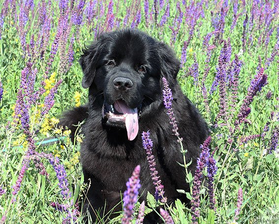 Фото: ньюфаундленд Sent Djons SHarmel' (Сент Джонс Шармель)