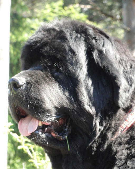 Фото: ньюфаундленд Thickish Newfoundland Monnalisadellagioconda