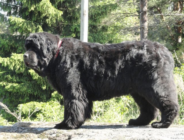 Фото: ньюфаундленд Thickish Newfoundland Monnalisadellagioconda