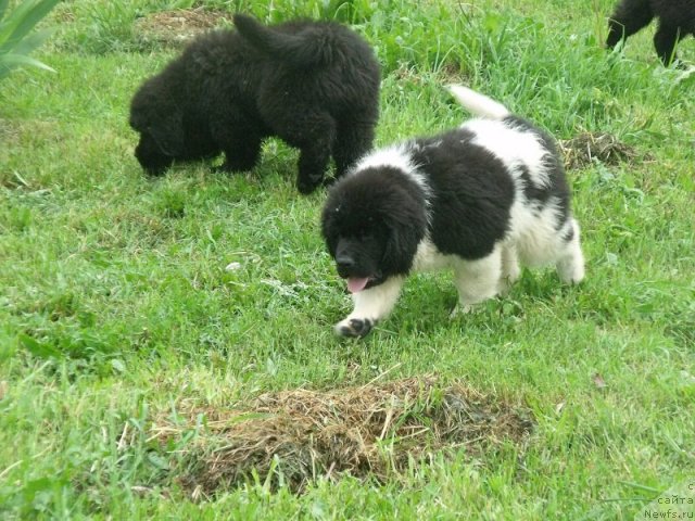 Фото: ньюфаундленд Izyaschnaya Galateya (Изящная Галатея), ньюфаундленд Izbrannyiy Vityaz' (Избранный Витязь)