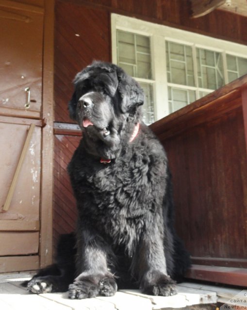 Фото: ньюфаундленд Thickish Newfoundland Monnalisadellagioconda