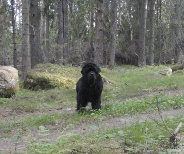 Фото: ньюфаундленд Thickish Newfoundland Monnalisadellagioconda