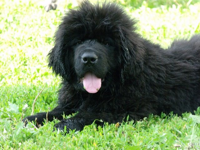 Фото: ньюфаундленд Izbrannyiy Vityaz' (Избранный Витязь)