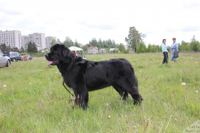 Фото: ньюфаундленд Dar Svezy Unika Sagitta (Дар Свезы Юника Сагитта)