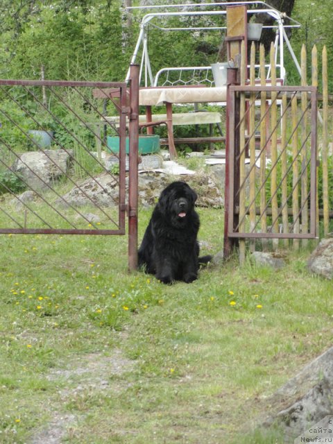 Фото: ньюфаундленд Thickish Newfoundland Monnalisadellagioconda