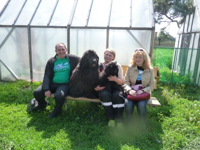 Фото: Новая семья Виктории, ньюфаундленд Viva Viktoriya (Вива Виктория), ньюфаундленд Bol'shaya Udacha (Большая Удача), Наташа Перевышина