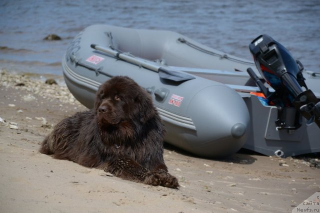 Фото: ньюфаундленд Zvezdnaya Toskana Lesnaya Raskrasavica (Звездная Тоскана Лесная Раскрасавица)