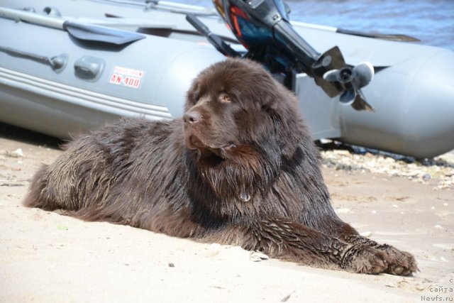 Фото: ньюфаундленд Zvezdnaya Toskana Lesnaya Raskrasavica (Звездная Тоскана Лесная Раскрасавица)