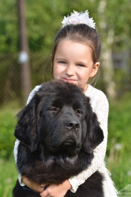 Фото: ньюфаундленд Primadonna Klimskaya (Примадонна Климская)