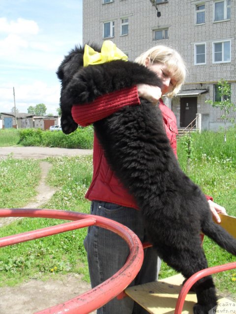 Фото: ньюфаундленд Beguschaya po Volnam Carica Savskaya (Бегущая по Волнам Царица Савская)