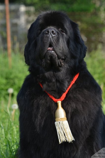 Фото: ньюфаундленд Aquatoriya Kelvin Kilimandzharo (Акватория Келвин Килиманджаро)