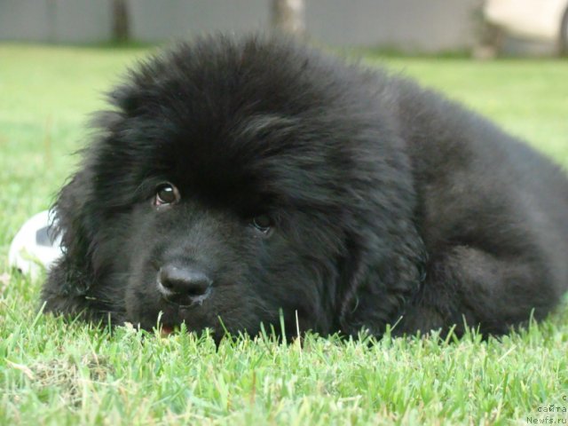 Фото: ньюфаундленд Sent Djons YAntarnaya Kaplya (Сент Джонс Янтарная Капля)