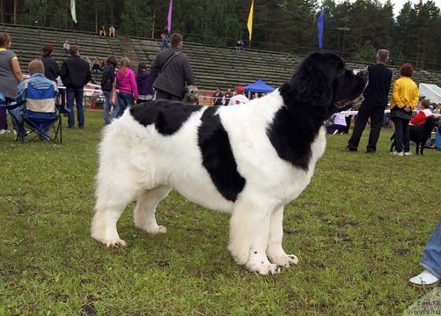 Фото: ньюфаундленд Super Premium Zheneva (Супер Премиум Женева)