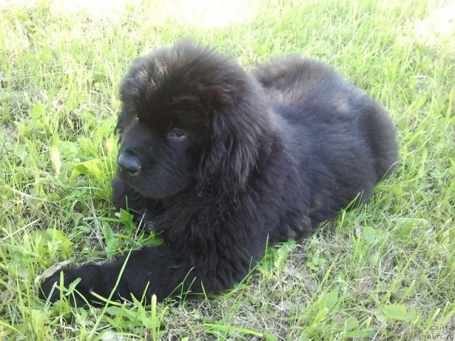 Фото: ньюфаундленд Izyaschnyiy Frant (Изящный Франт)