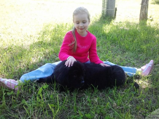 Фото: ньюфаундленд Izyaschnyiy Frant (Изящный Франт)