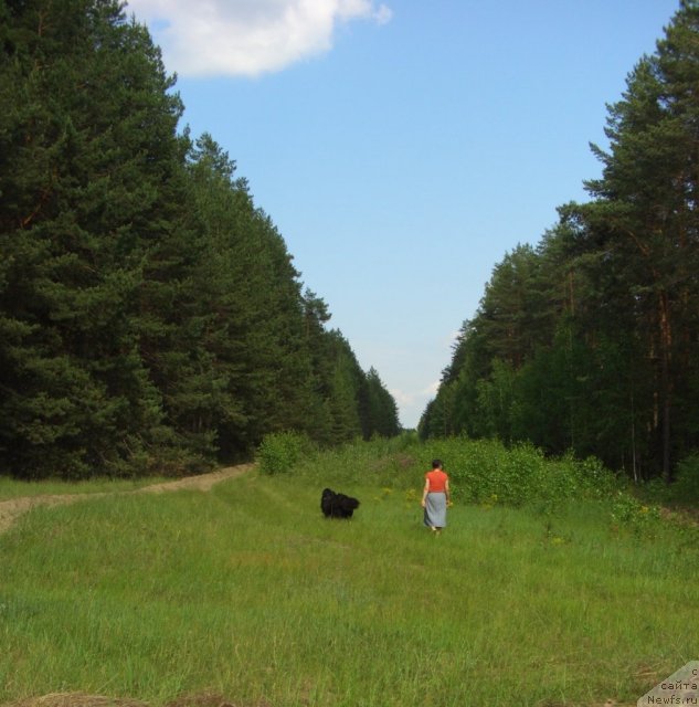 Фото: ньюфаундленд Baryishnya (Барышня), Galiya Gizatullina (Галия Гизатуллина)