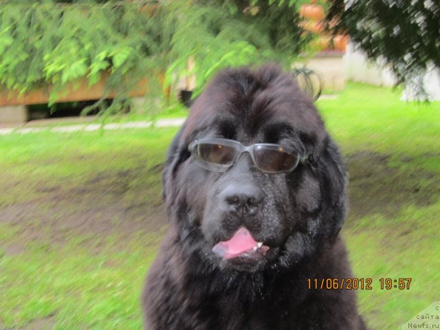 Фото: ньюфаундленд Very Fairweathers X'Got The Rhythm