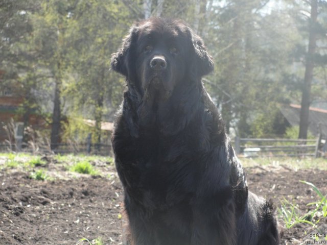 Фото: ньюфаундленд Jemchujina Sibiri ot Marleon Dusvik (Жемчужина Сибири от Марлеон Дусвик)